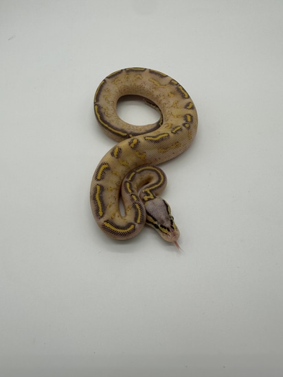 Pastel Highway Ball Python by R and C Reptiles