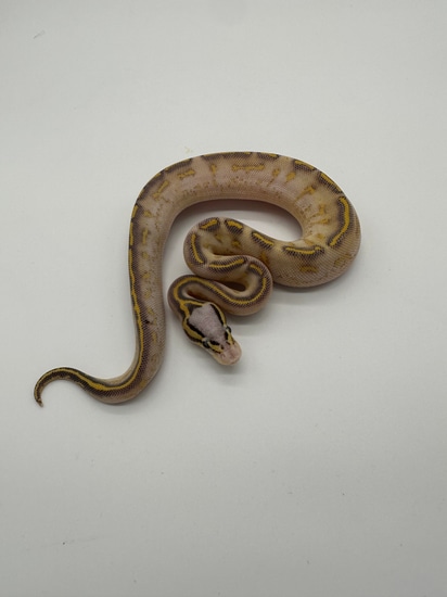 Pastel Highway Ball Python by R and C Reptiles