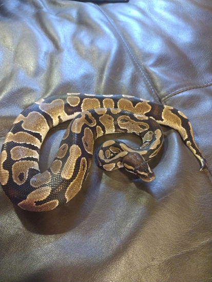 Normal Ball Python by M&J Coots Exotics