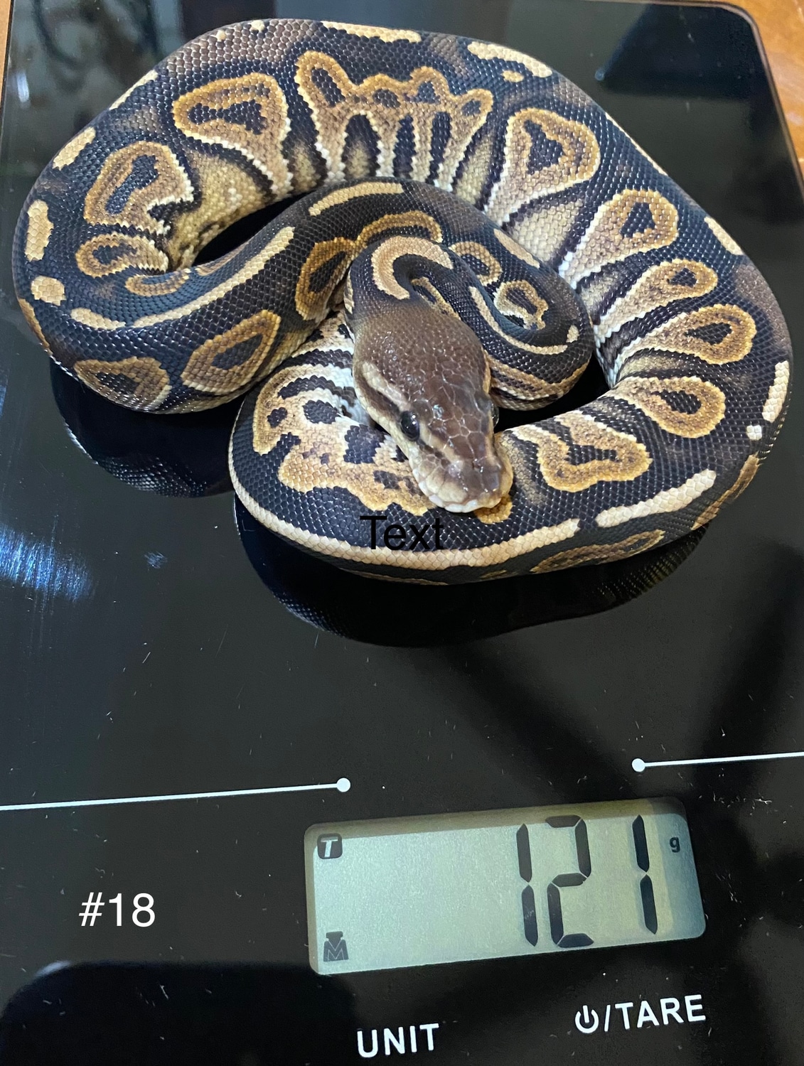 Cinnamon Ball Python by Rail Road Royals MorphMarket