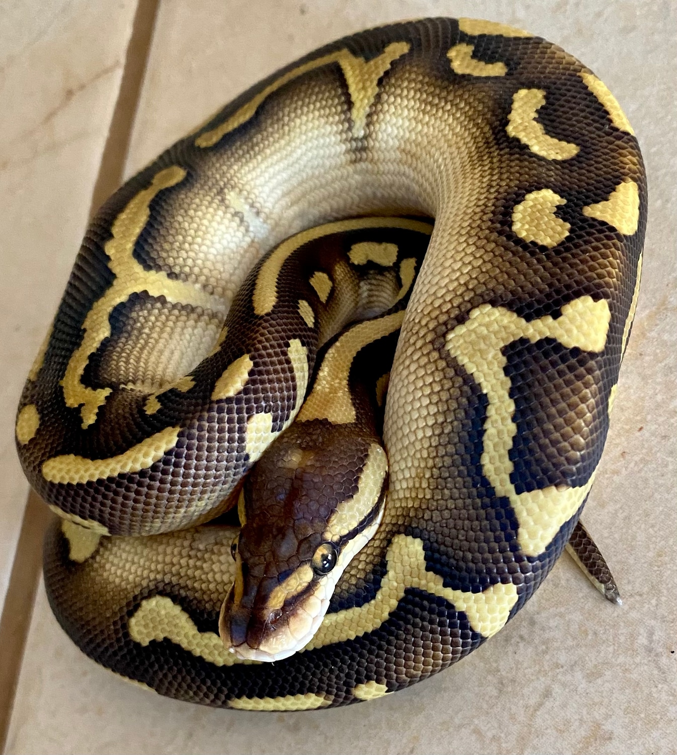 Do Ball Pythons Use Their Fangs? Expert Reveals All - vbjjwu5