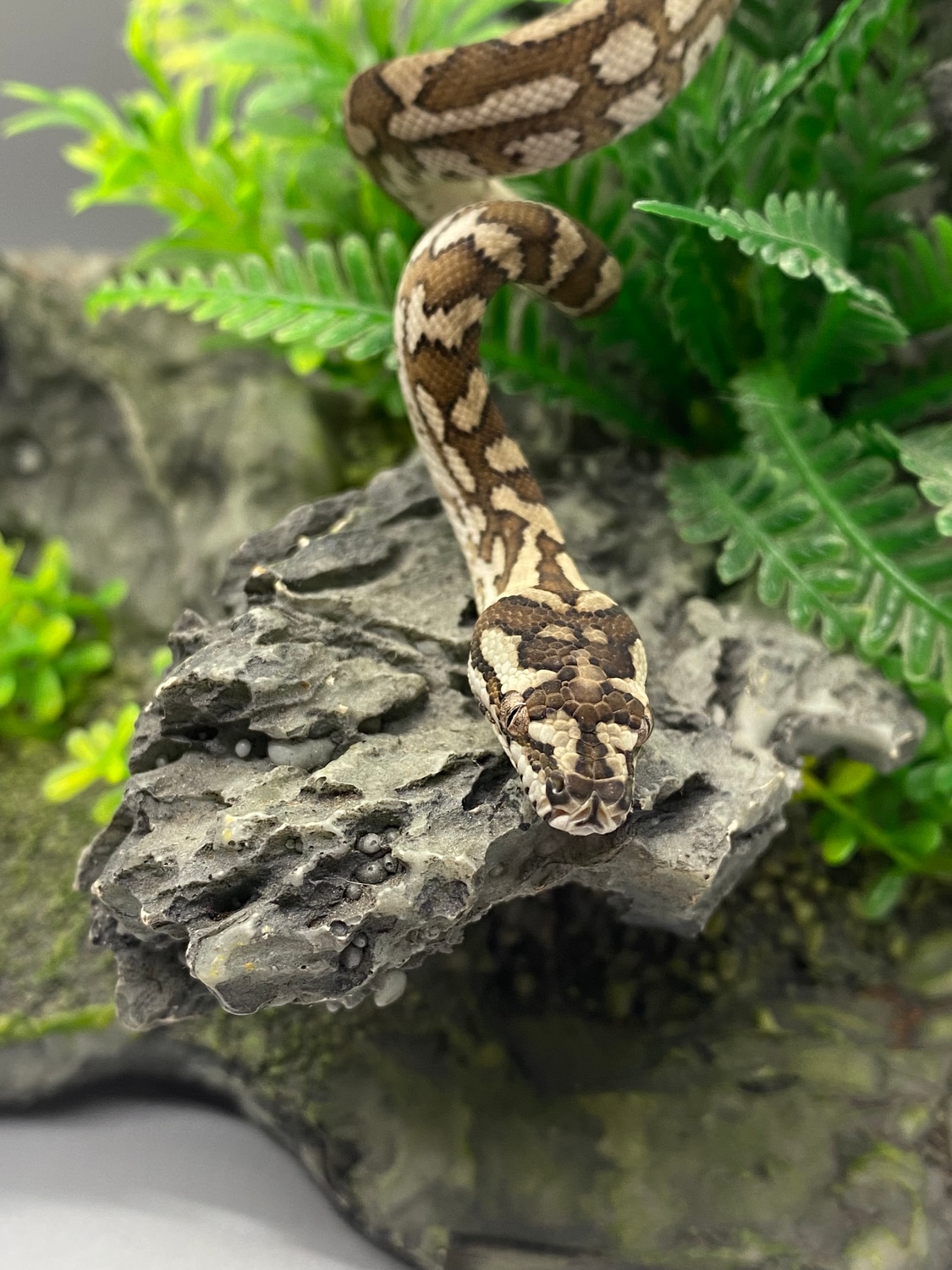 Jungle/Coastal Cross Other Carpet Python by Tennessee Constrictors ...