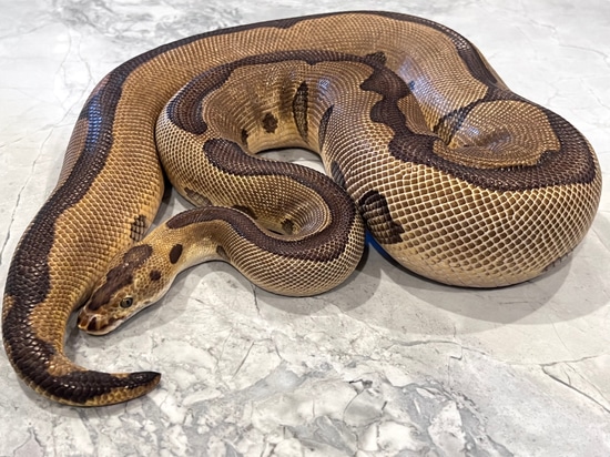 Super Enchi Leopard Clown 66% Het Pied Ball Pythons by