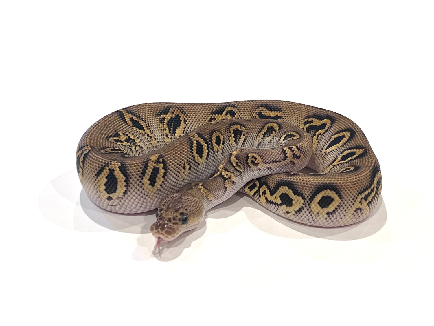 Blackhead Pastel Cypress Clown Ball Python by Str8Fire Reptiles ...