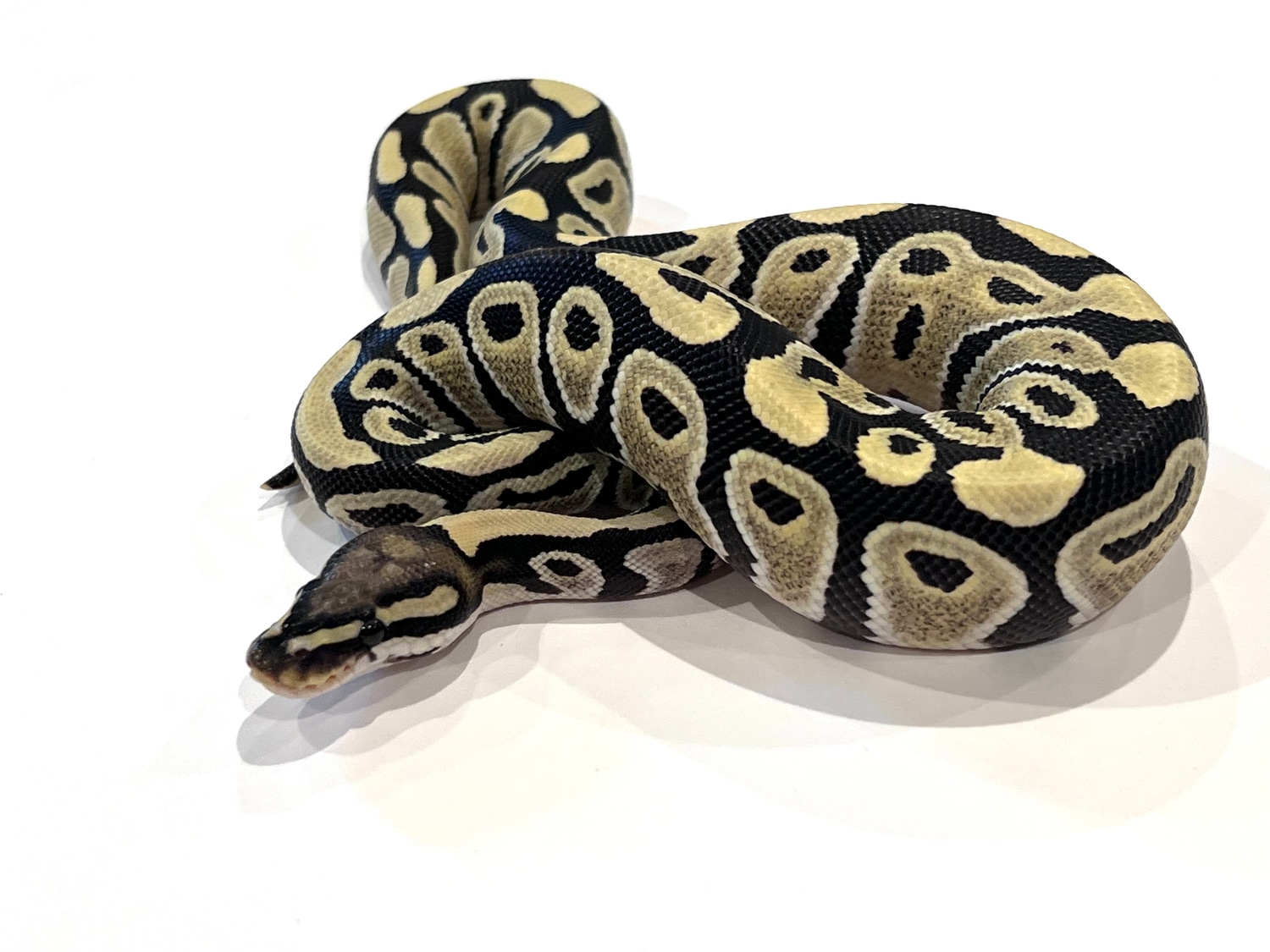 DG 100% DH VPI Axanthic Clown Possible Het Pied Ball Python by Str8Fire ...