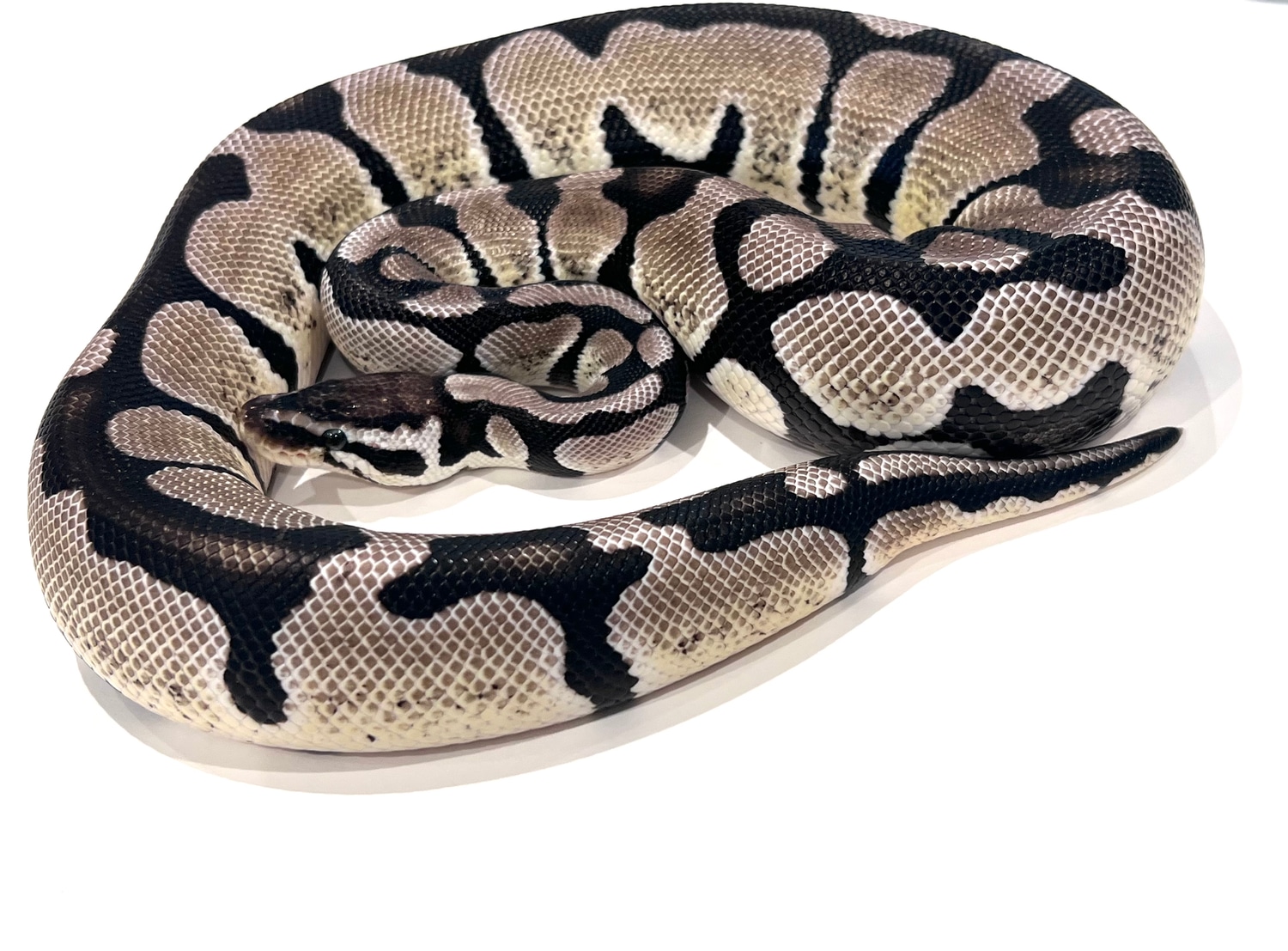 Pastel VPI Axanthic Het Desert Ghost Ball Python by Str8Fire Reptiles ...