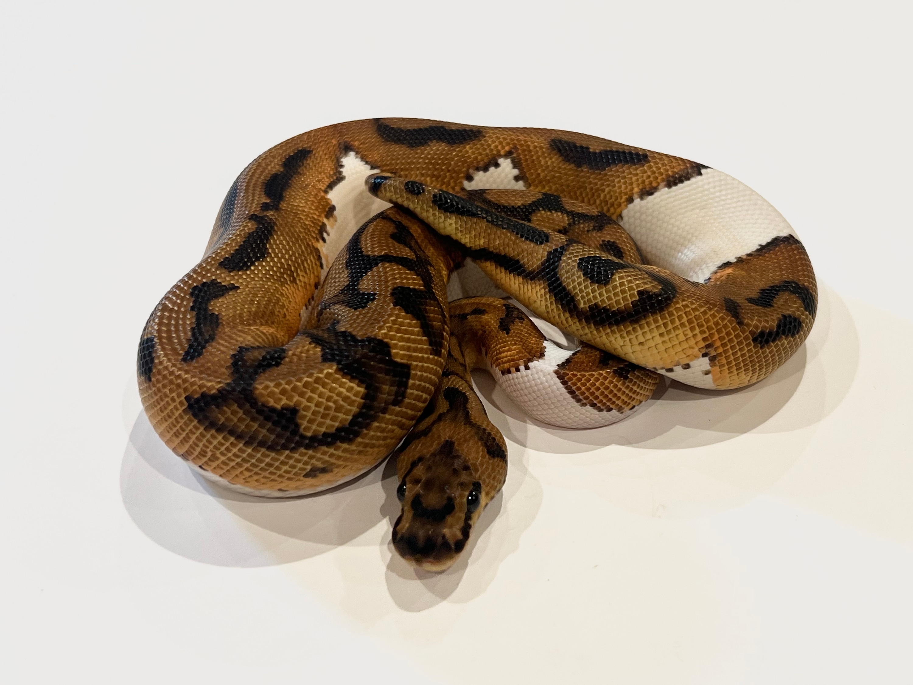 OD) Clown Pied Het Ultramel Ball Pythons by Str8Fire