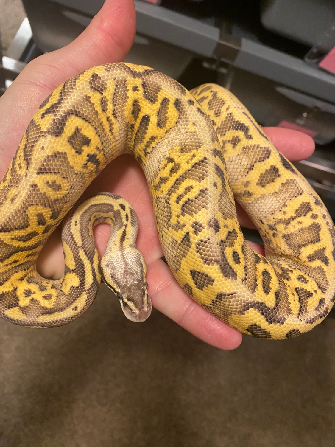 Super Pastel Leopard Fire Ball Python by Ikon Snakes - MorphMarket