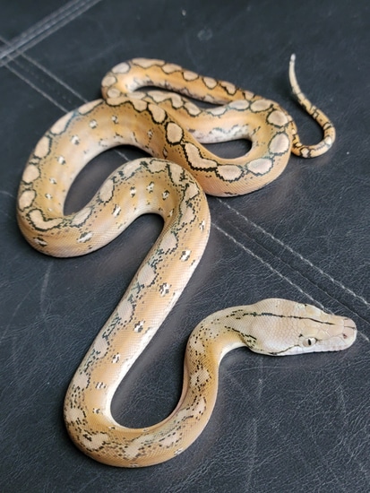 Motley Platinum Reticulated Python by Reptilian Exotics