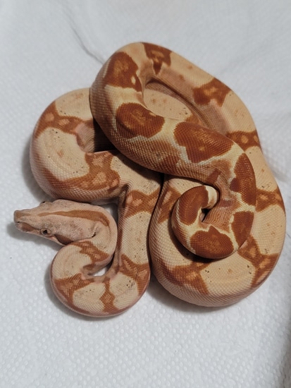 Purple Paraglow #7 Boa Constrictor by Reptilian Exotics - MorphMarket