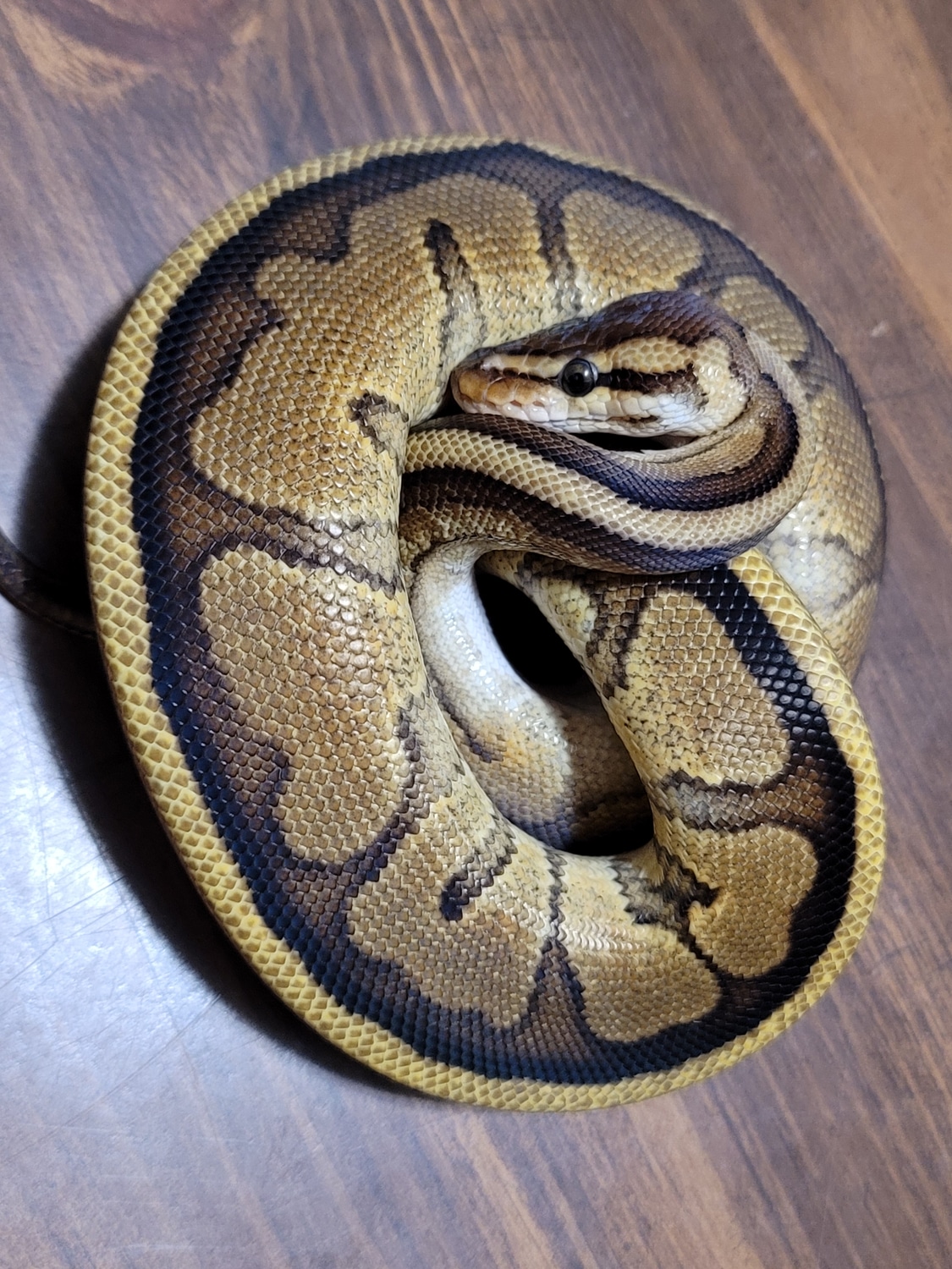 Genetic Stripe Ball Python by Reptilian Exotics - MorphMarket