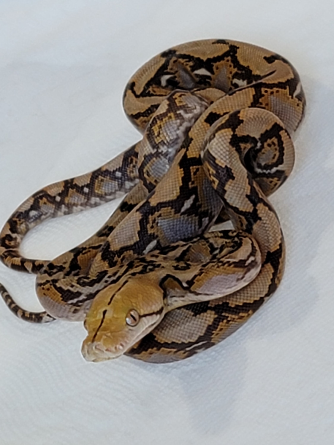 Mochino Reticulated Python by Reptilian Exotics - MorphMarket