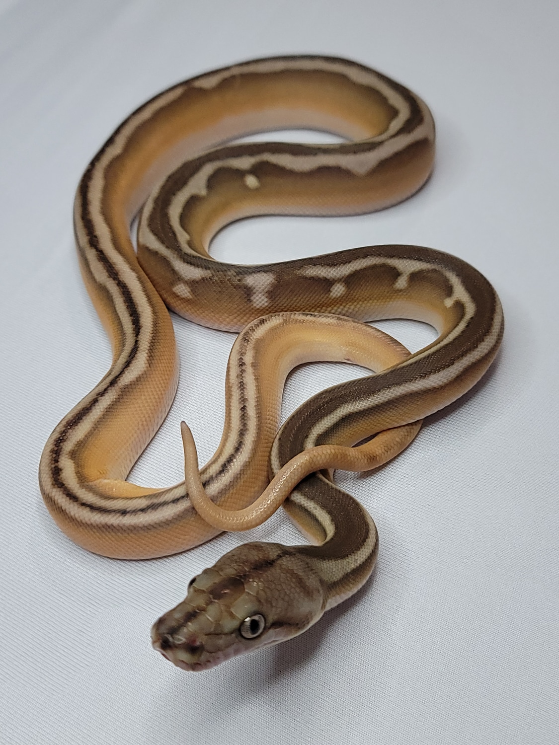 Motley Phantom Suntiger 100% Het Albino (White Or Purple) Reticulated ...