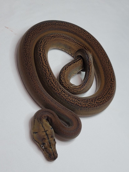 Golden Child Het Purple Reticulated Python by Reptilian Exotics
