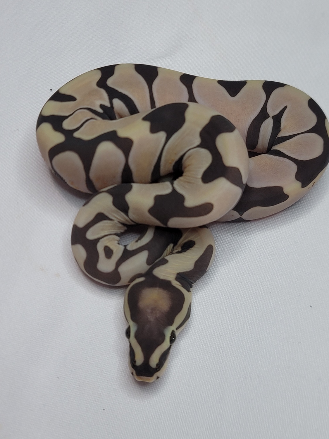 Scaleless Pastel Ball Python by Reptilian Exotics - MorphMarket