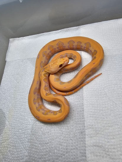 Purple Albino Jaguar 100% Het Anthrax Reticulated Python by Reptilian ...