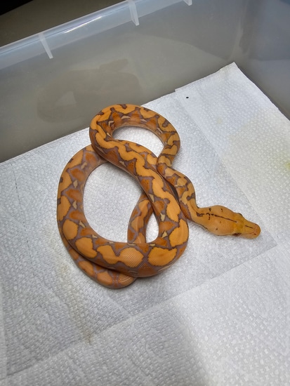 Purple Albino 100% Het Anthrax Reticulated Python by Reptilian Exotics