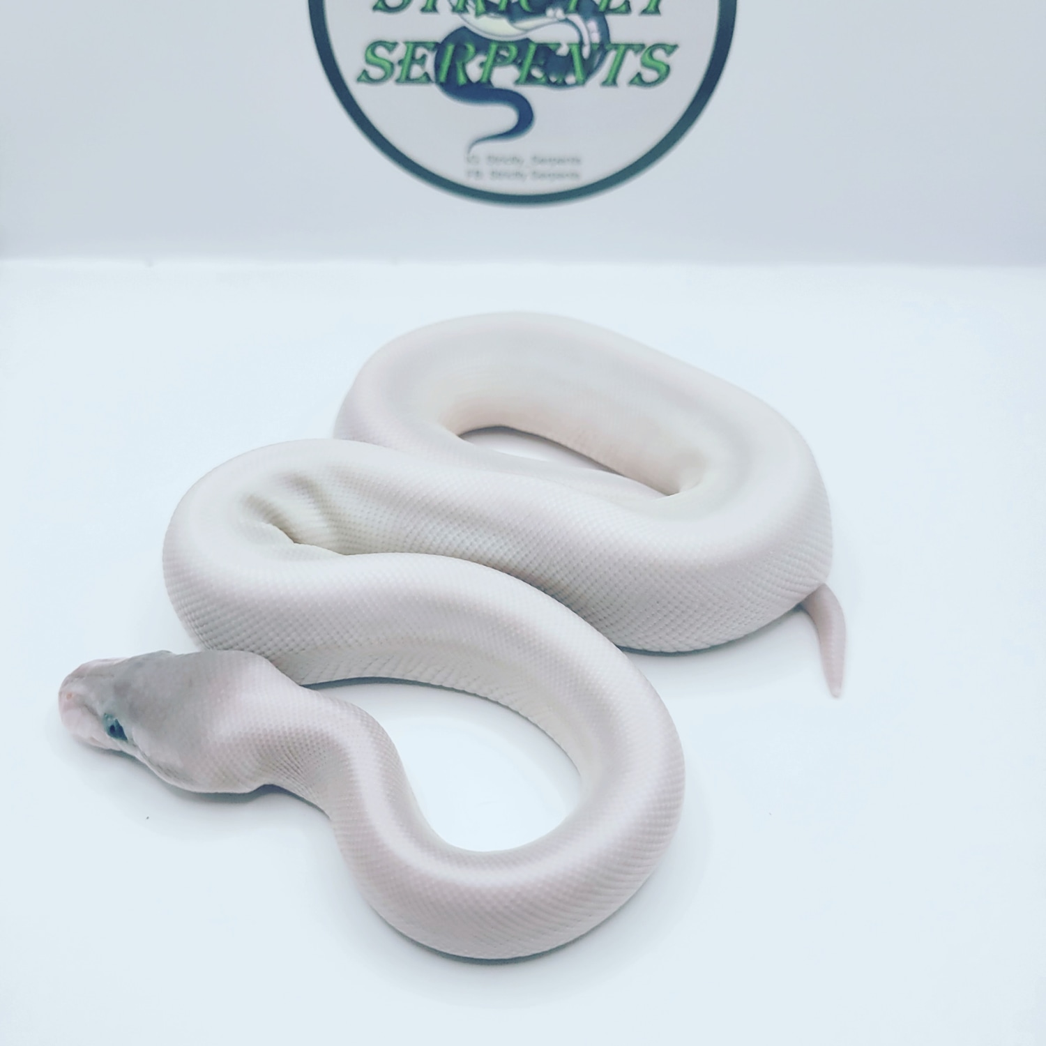 22 Cinnamon BEL Ball Python by StrictlySerpents - MorphMarket