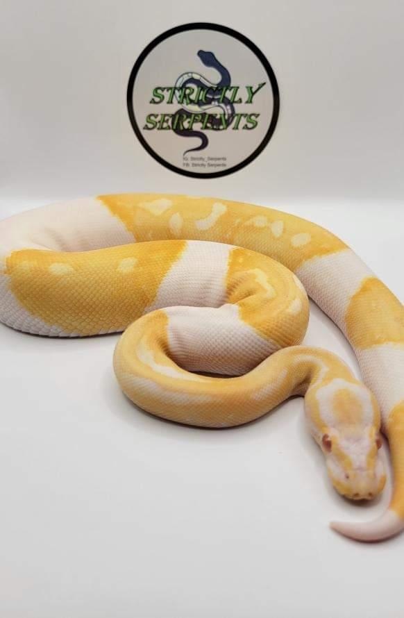 Albino Pied Ball Python by StrictlySerpents - MorphMarket