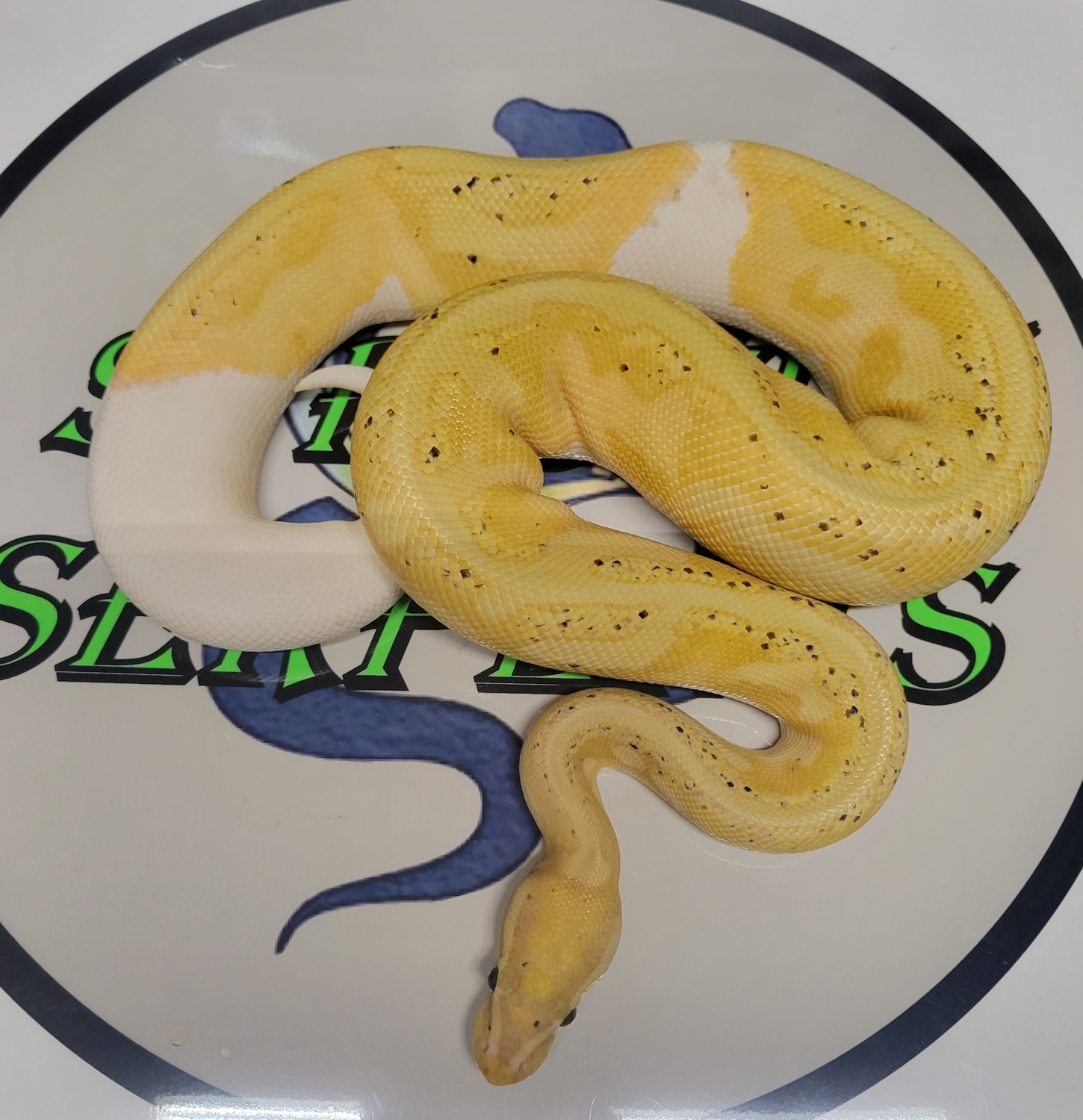 Banana Pied Ball Python by StrictlySerpents MorphMarket