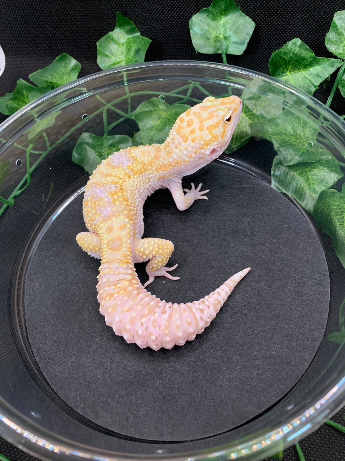 FREE SHIPPING RTB Snake Eye RAPTOR Leopard Gecko by ThisnThat Exotics