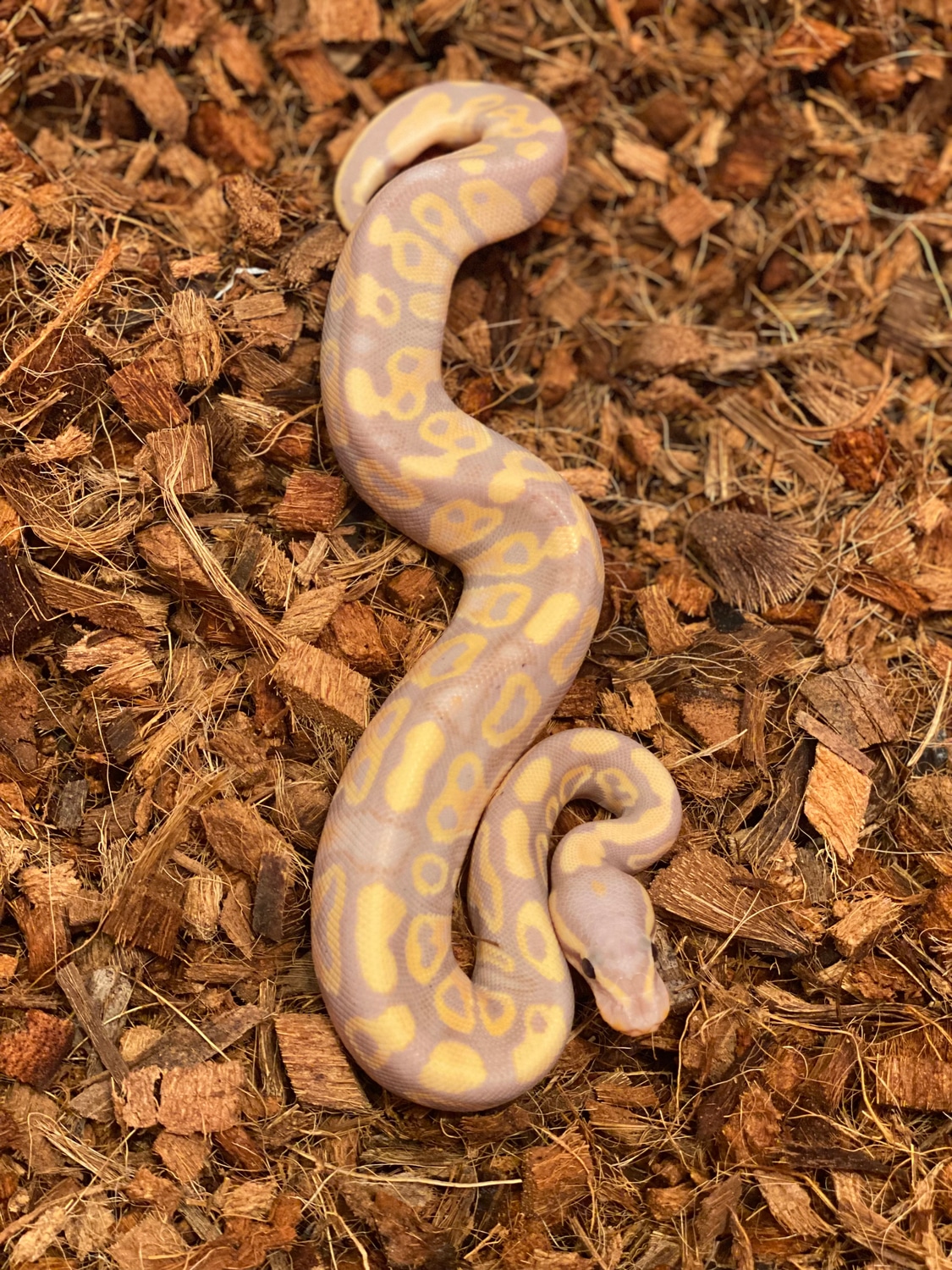 Banana Het Clown 50 Poss Het Hypo Ball Python by The Snake Pit NYC