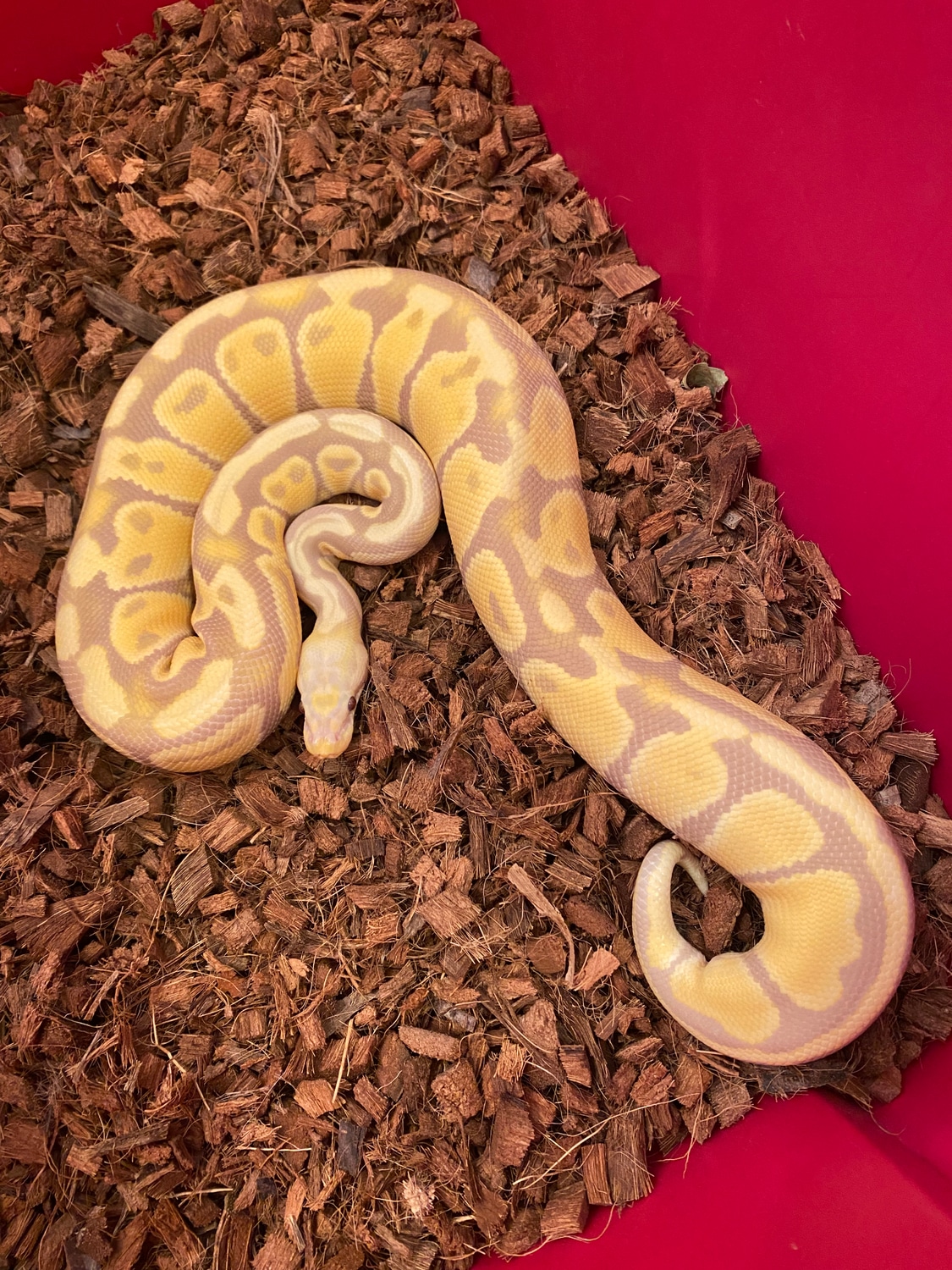 Candy Ball Python by The Snake Pit NYC MorphMarket