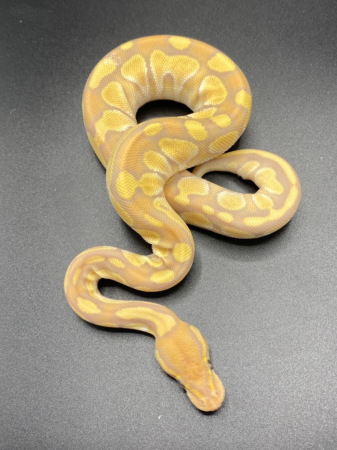 Butter Ultramel Ball Python by The Snake Pit NYC - MorphMarket