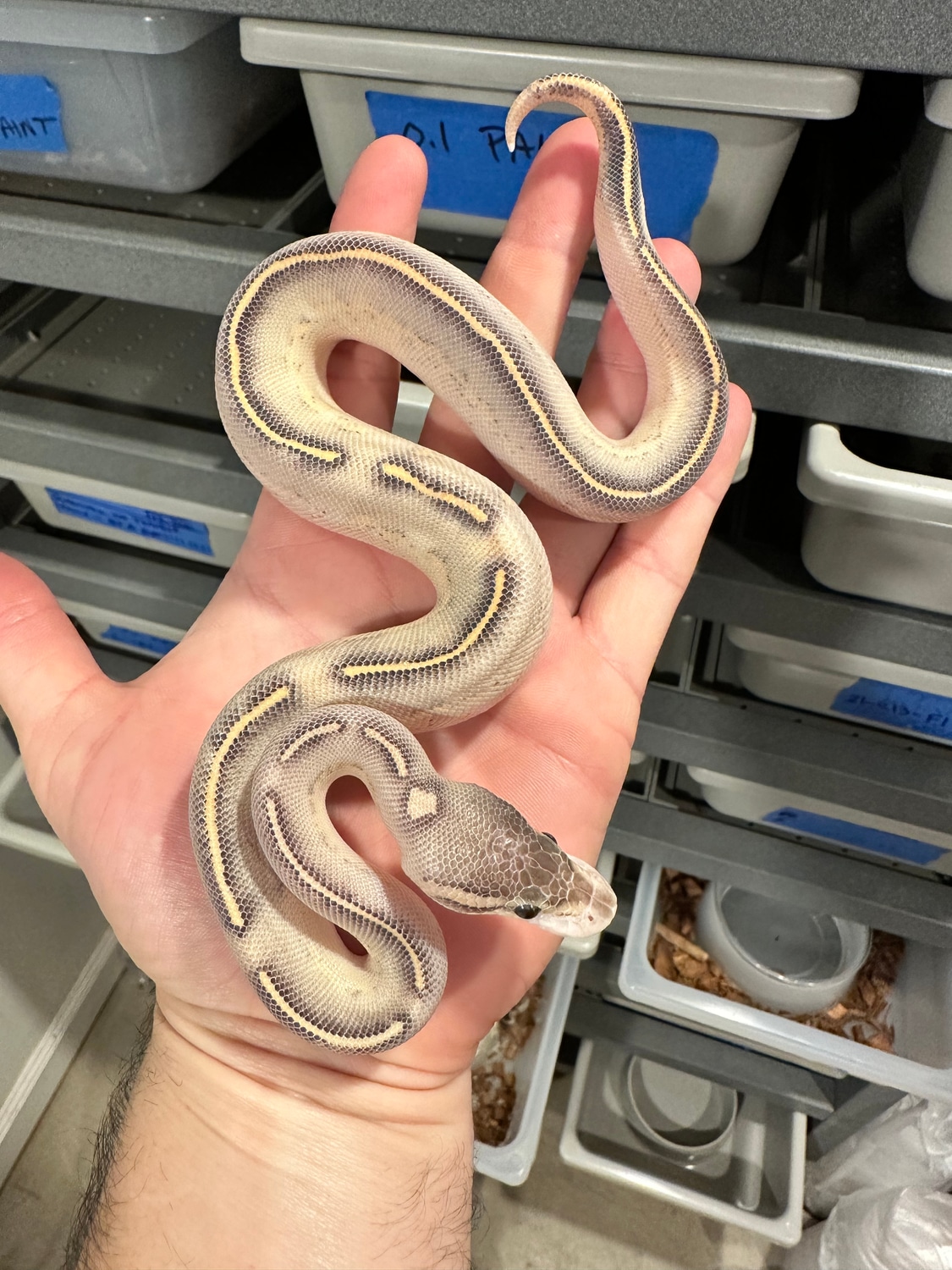 Black Pastel Highway Ball Python by The Snake Pit NYC - MorphMarket