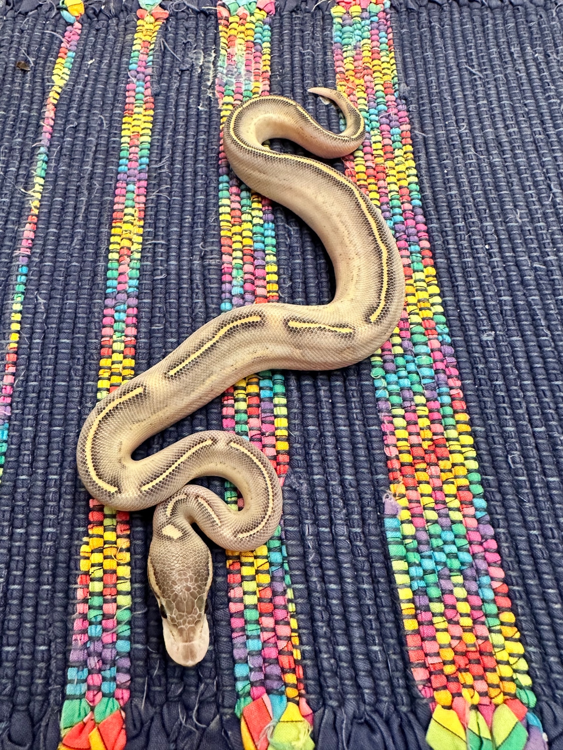 Black Pastel Highway Ball Python by The Snake Pit NYC - MorphMarket