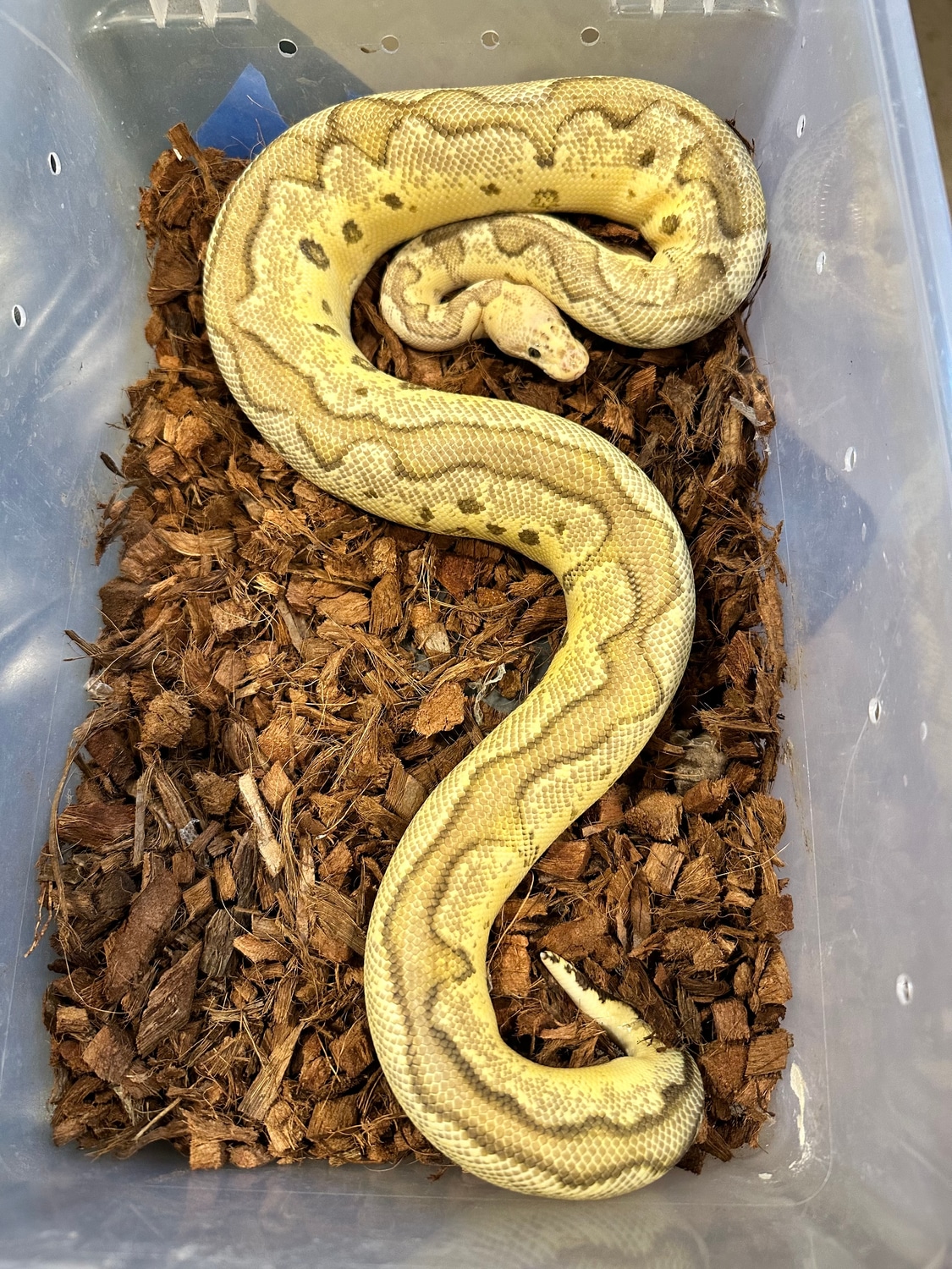 Firefly Clown Ball Python by The Snake Pit NYC - MorphMarket