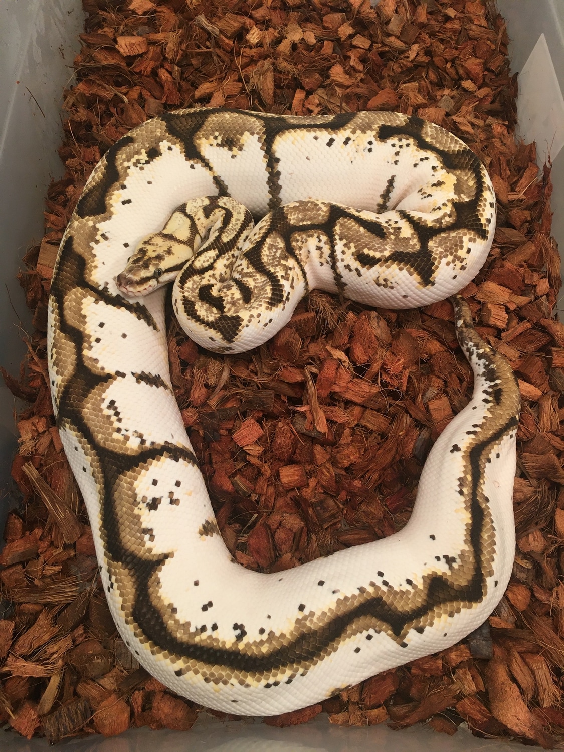 Calibee Ball Python by The Snake Pit NYC - MorphMarket