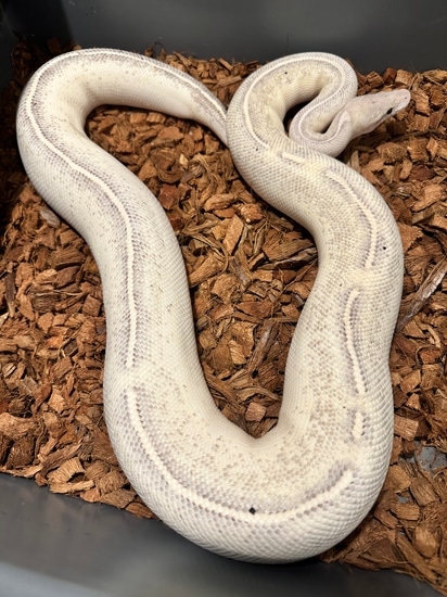 Black Pastel Highway Ball Python by The Snake Pit NYC