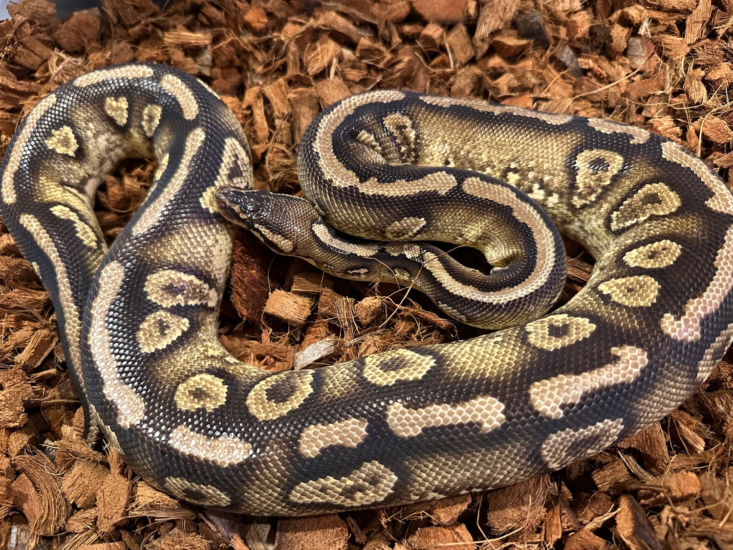 Pastel Paint Ball Python by The Snake Pit NYC MorphMarket