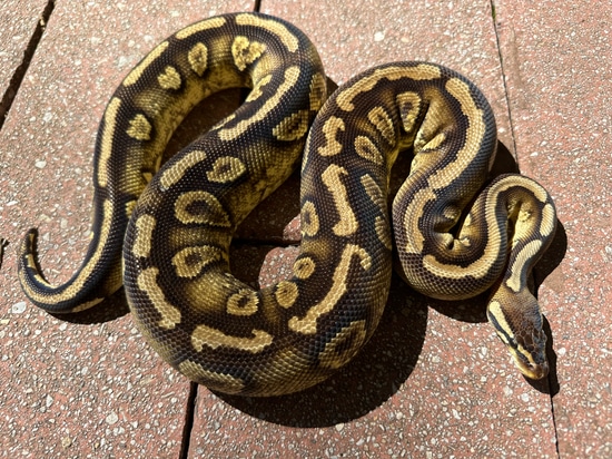 Pastel Paint - Ready To Breed Female! Ball Python by The Snake Pit NYC