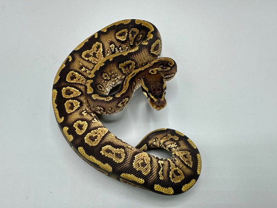 Painted Python's Paint Female Ball Python by The Snake Pit NYC