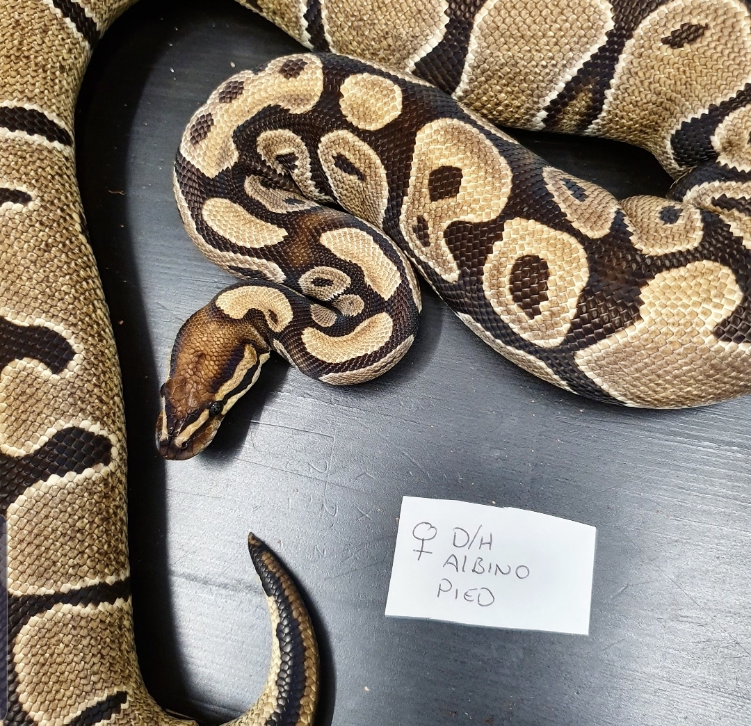 Het Albino Het Pied Ball Python by Racks4Reptiles - MorphMarket
