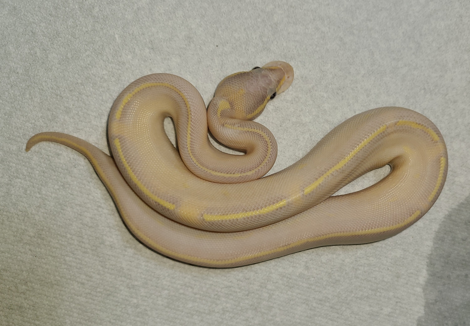 Banana Highway Ball Python by Cone Reptiles MorphMarket