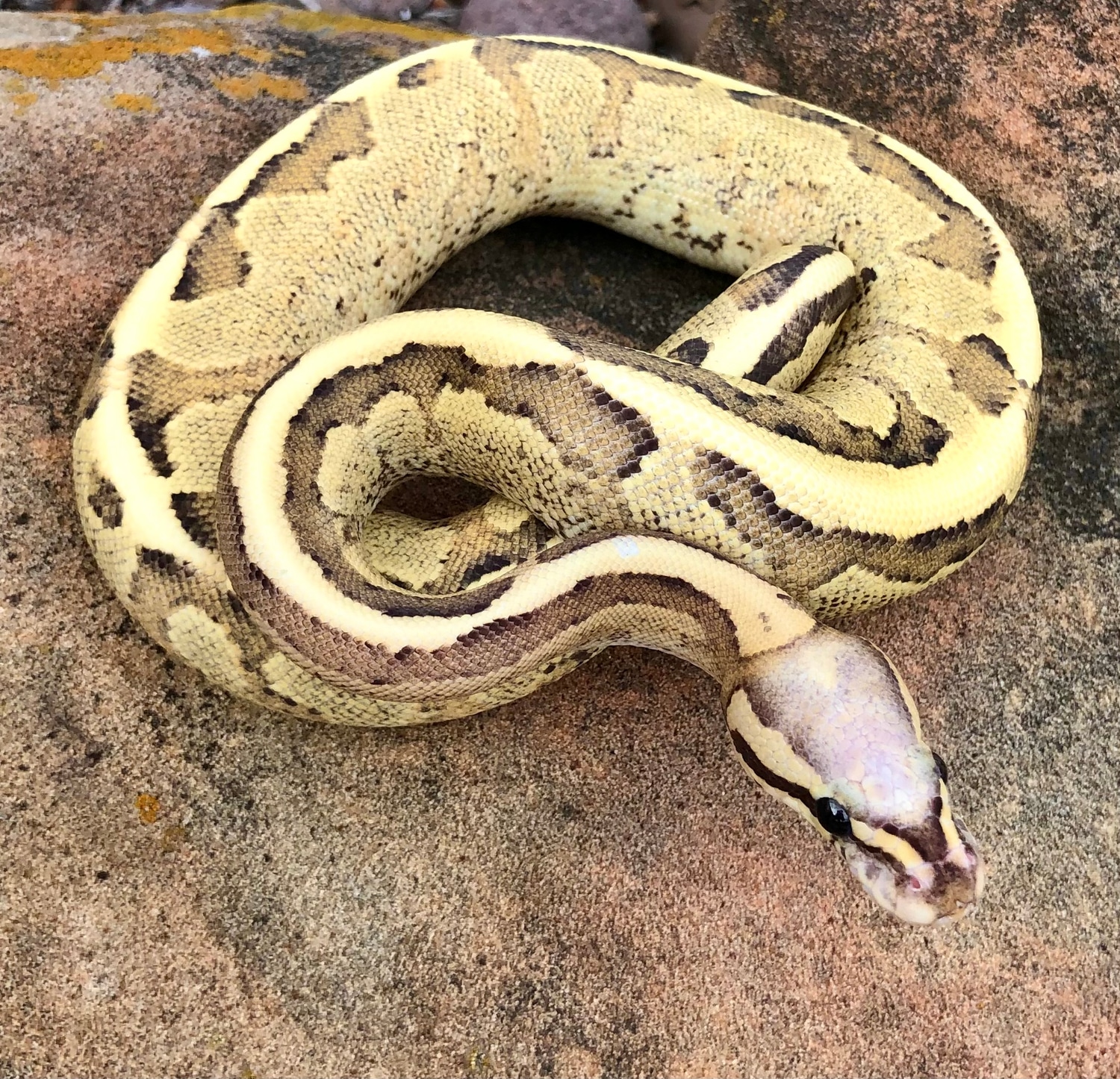 Vanilla Cream Ball Python by Snakes to the Max - MorphMarket