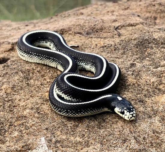 Striped California Kingsnake, Scissors Crossing Locale by Snakes to the Max