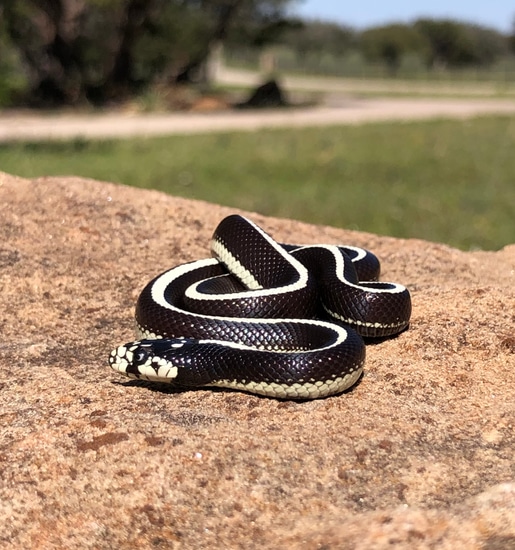 Striped California Kingsnake, Scissors Crossing Locale by Snakes to the Max