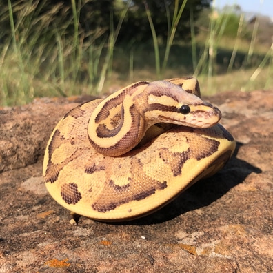 Ball Pythons For Sale - MorphMarket US & Canada