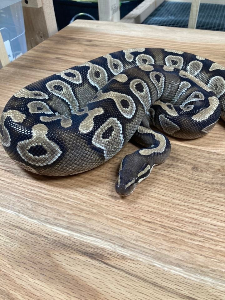 Mojave Ball Python by Stumps Aquatic & Exotic Pets - MorphMarket