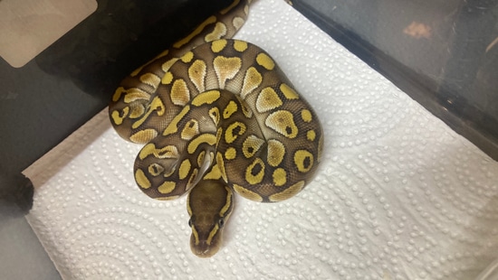 Butter Granite Het Hypo Ball Python by Ohio Pet Depot