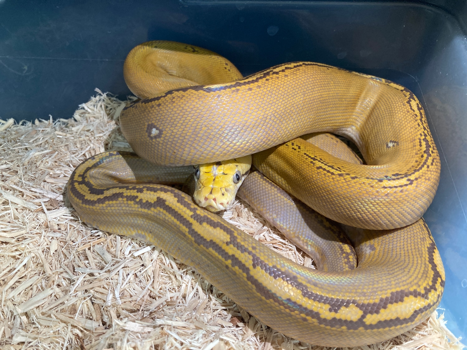 2022 Orange Glow Male Reticulated Python by Stumps Aquatic & Exotic ...