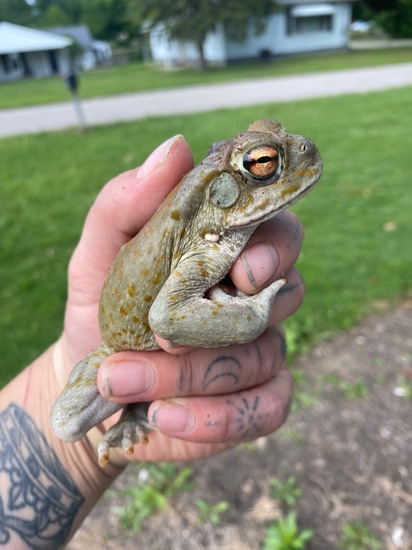 Colorado River Toad by Ohio Pet Depot