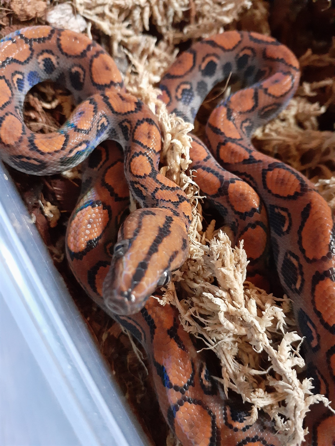 Brazilian Rainbow Boa by Stutter Bug's Oddities - MorphMarket