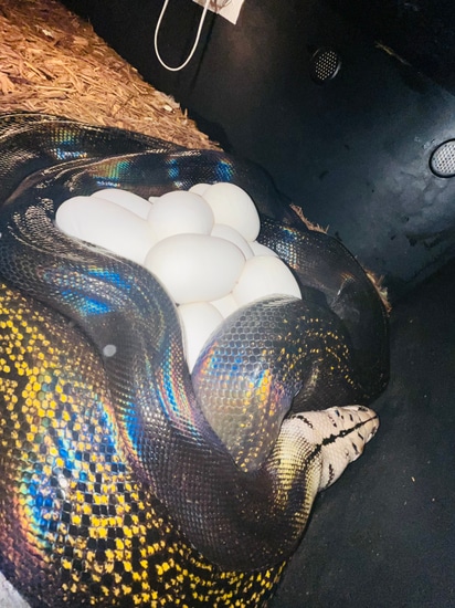 Proven GC Hogs (Cow Maker) Reticulated Python by NoShoulders ...