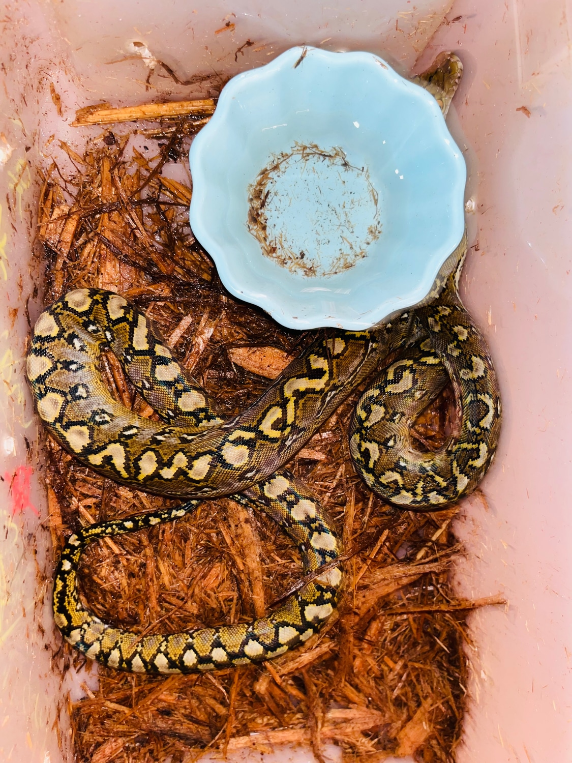 Marble 50% Bohol Philippine Reticulated Python by NoShoulders ...