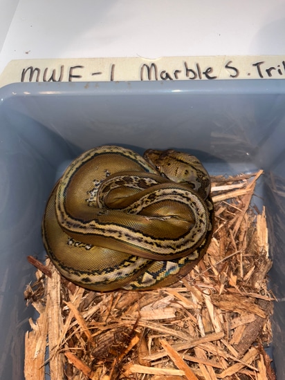 50% Philippine Sunfire Tribal Marble Reticulated Python by NoShoulders ...